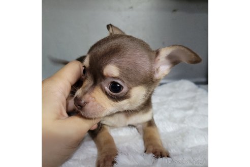 成約済の神奈川県のチワックス:チワワ×ミニチュアダックスフンド-310284の5枚目